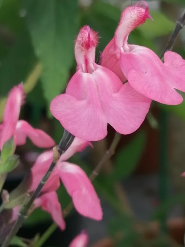 Salvia greggii La Siesta, pianta da esterno