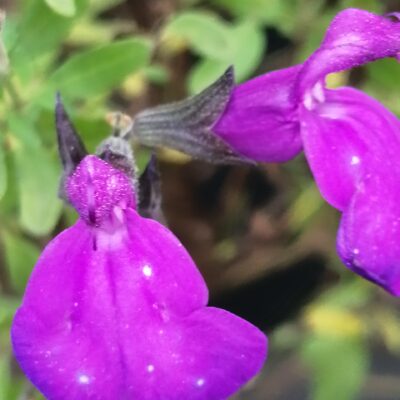 Salvia greggii Purple Queen