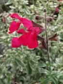 Salvia greggii Desert Blaze