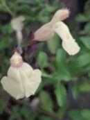 Salvia greggii Giallo Pesca