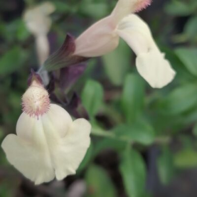 Salvia greggii Giallo Pesca