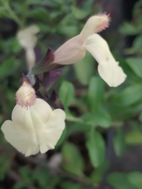 Salvia greggii Giallo Pesca, pianta da esterno