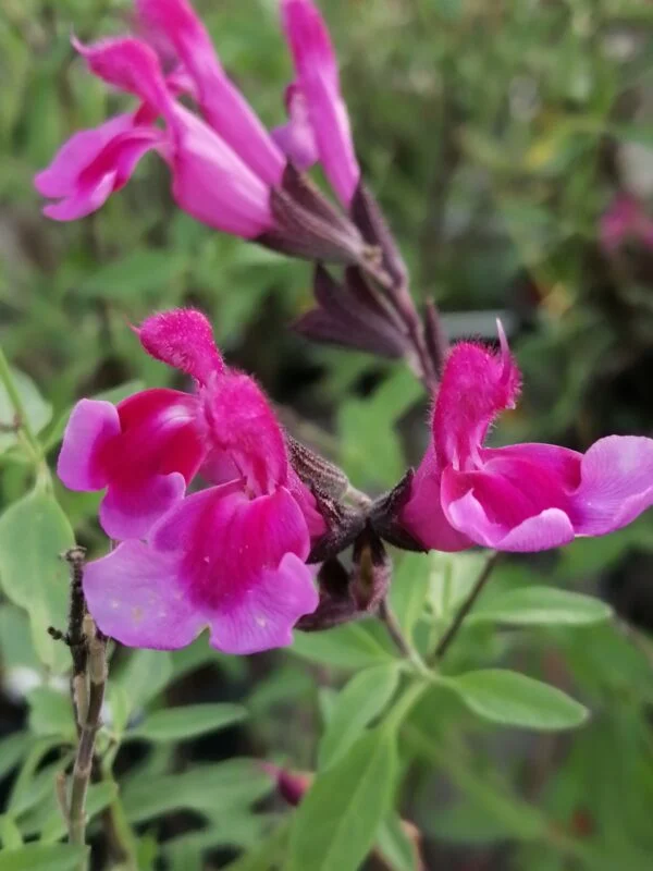 Salvia greggii White, foto 4
