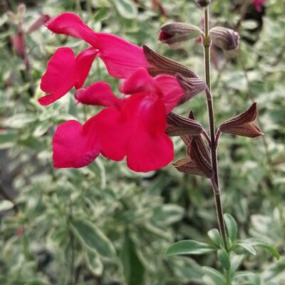Salvia greggii Desert Blaze