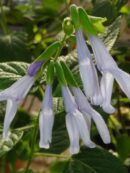 Salvia guaranitica 'Argentina Skies'