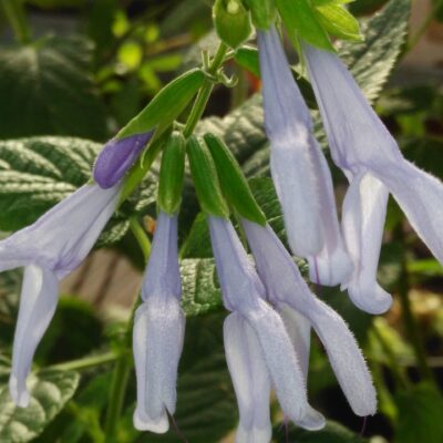 Salvia guaranitica 'Argentina Skies'