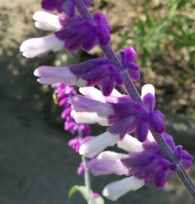 Salvia leucantha