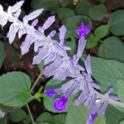 Salvia leucantha x elegans