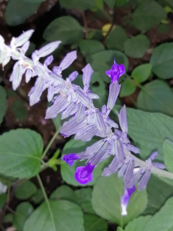 Salvia leucantha x elegans, pianta da esterno