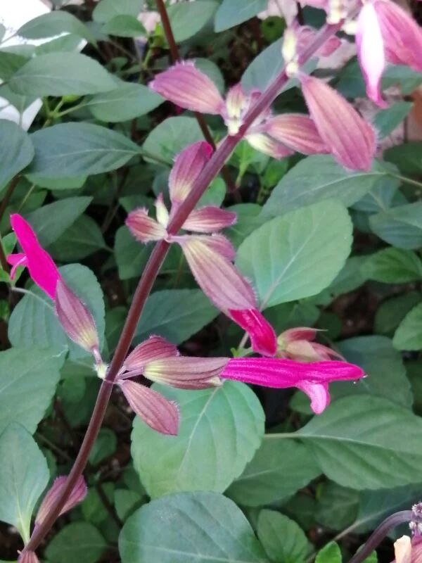 Salvia leucantha x elegans, foto 4