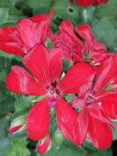 Pelargonium peltatum 'Le Pirat'