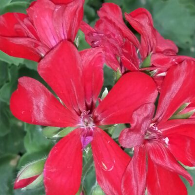 Pelargonium peltatum 'Le Pirat'
