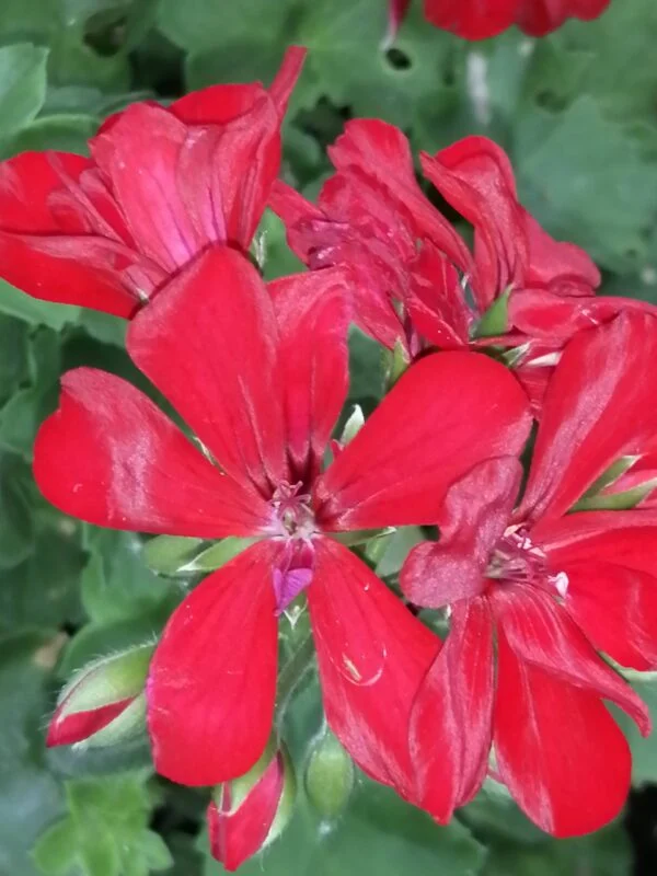 Pelargonium peltatum ‘Le Pirat’, pianta da esterno