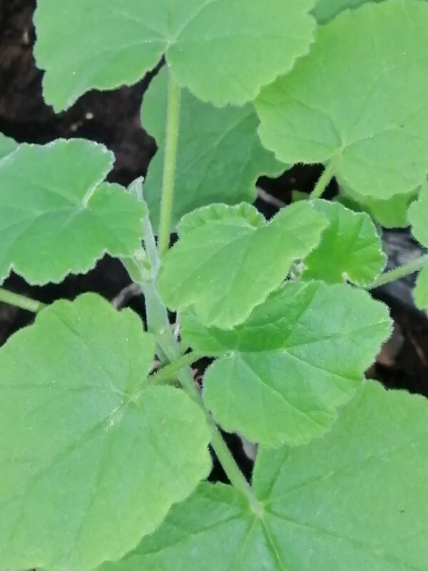 Pelargonium caylae, pianta da esterno