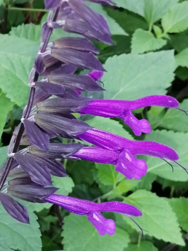 Salvia leucantha x elegans, foto 3