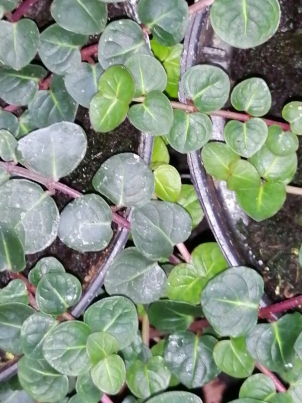 Mitchella repens, pianta da esterno