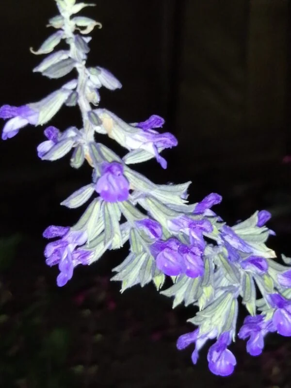 Salvia leucantha x elegans, foto 2