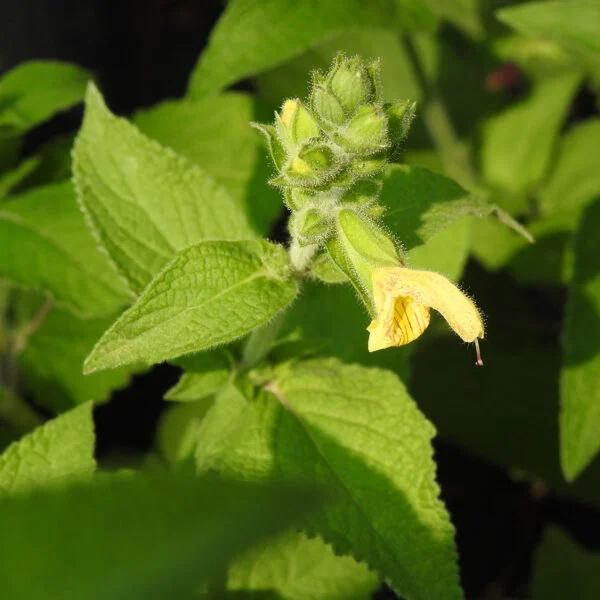 Salvia nubicola, pianta da esterno
