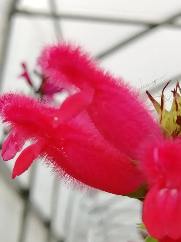 Salvia oxyphora, foto 2