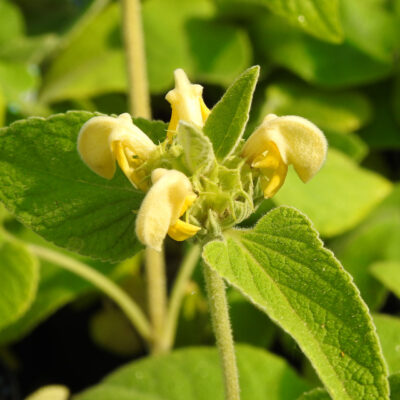 Phlomis russeliana