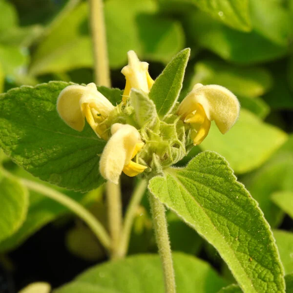 Phlomis russeliana, pianta da esterno
