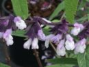 Salvia Phyllis Fancy