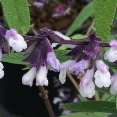 Salvia Phyllis Fancy