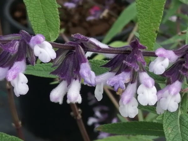 Salvia Phyllis Fancy, pianta da esterno