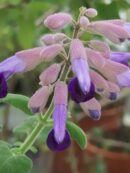 Salvia semiatrata