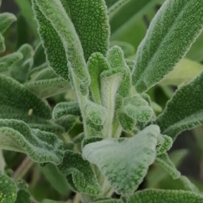 Salvia interrupta x candelabrum