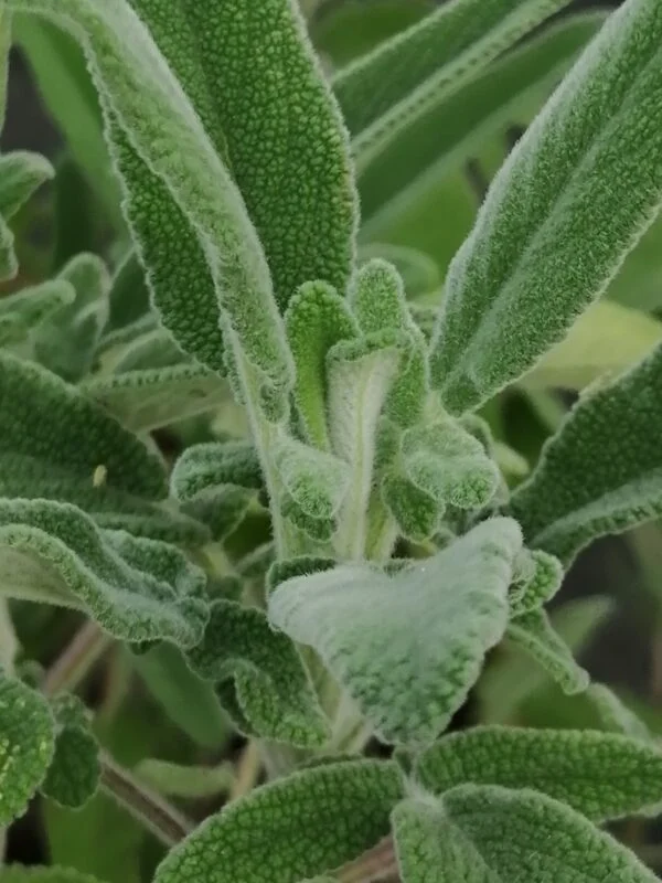 Salvia interrupta x candelabrum, pianta da esterno