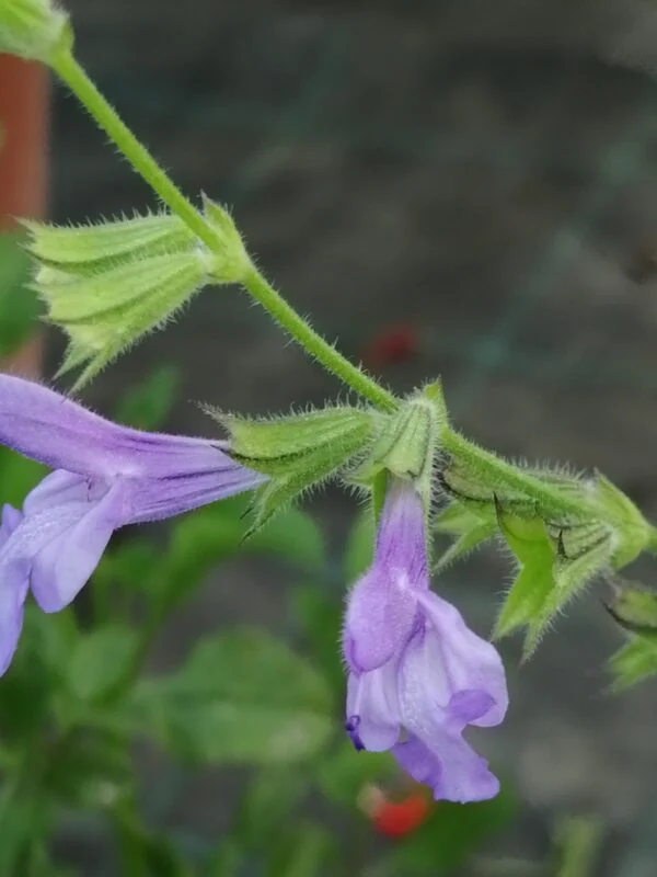 Salvia semiatrata, foto 3