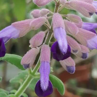 Salvia semiatrata