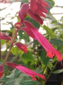 Salvia splendens 'Van-Houttei'