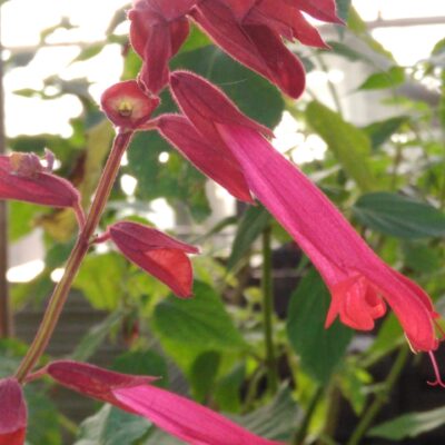 Salvia splendens 'Van-Houttei'