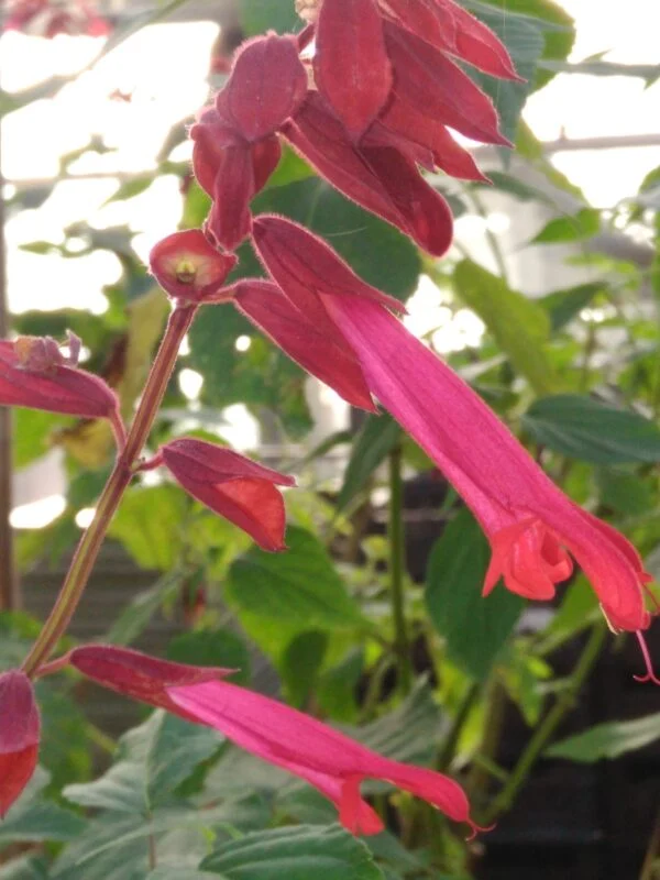 Salvia splendens ‘Van-Houttei’, pianta da esterno