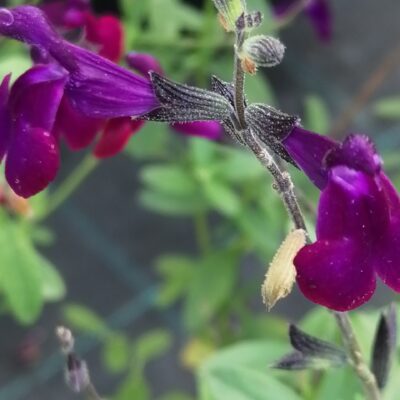 Salvia x jamensis Violette de Loire