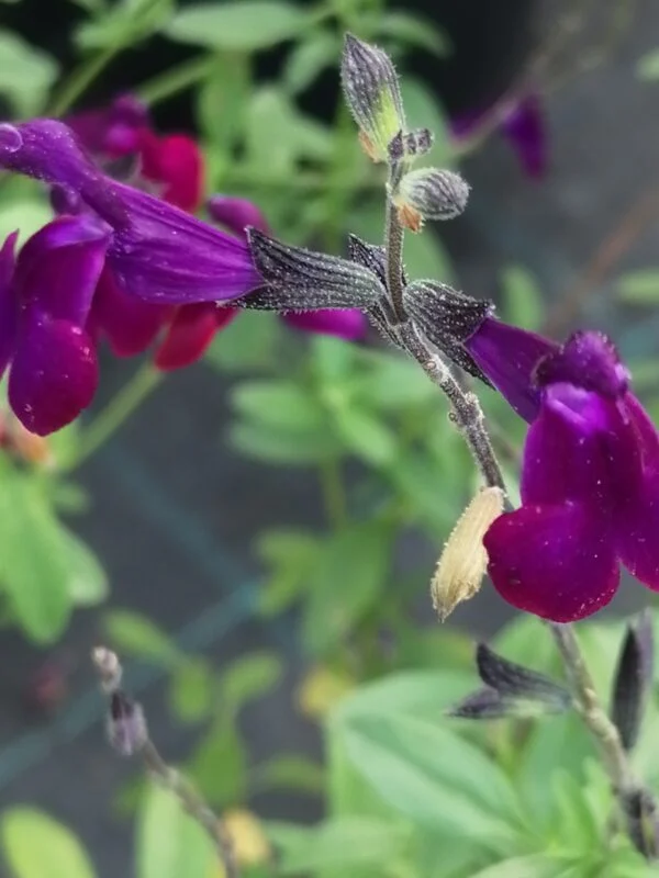 Salvia x jamensis Violette de Loire, pianta da esterno