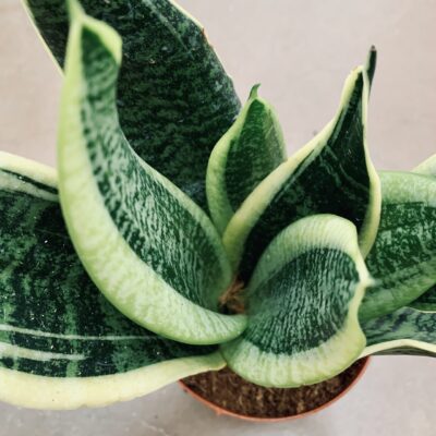 Sansevieria Futura Superba