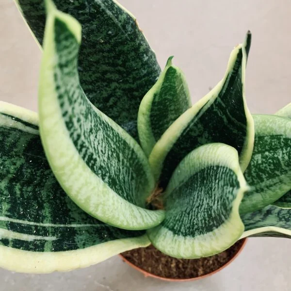 Sansevieria Superba, pianta da interno
