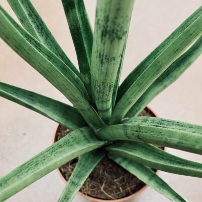 Sansevieria Gracilis Grey