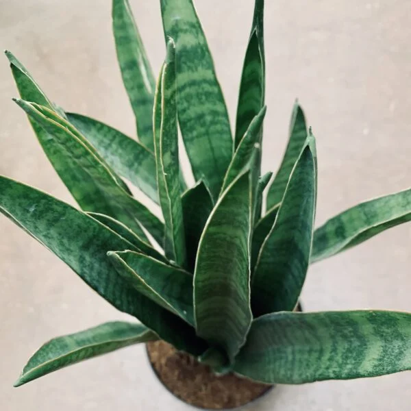 Sansevieria Javanica, pianta da interno