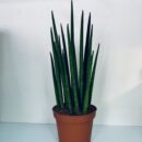 Sansevieria Mikado bacularis