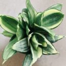 Sansevieria trifasciata Silver Frost Hahnii
