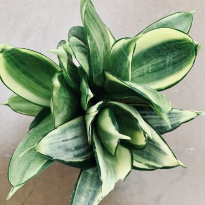 Sansevieria trifasciata Silver Frost Hahnii