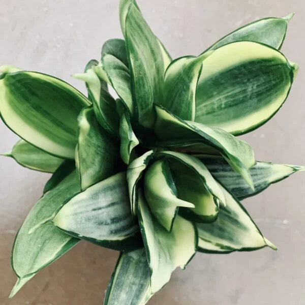 Sansevieria trifasciata Silver Frost Hahnii, pianta da interno