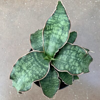Sansevieria Star Green Granite