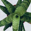 Sansevieria Tough Lady