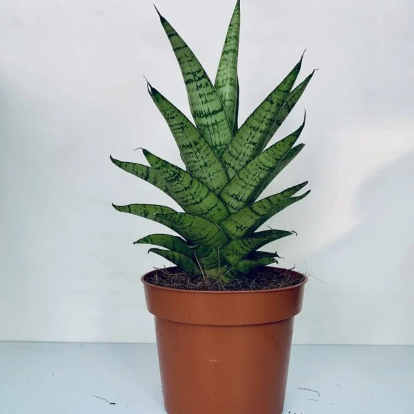 Sansevieria Tough Lady, foto 2