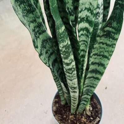Sansevieria zeylanica